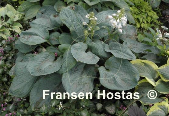 Hosta Academy Blue Titan